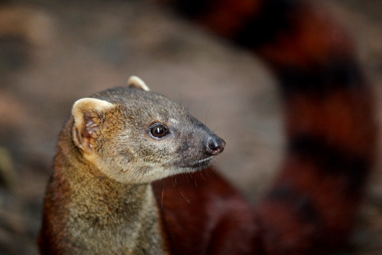 mongoose